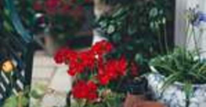 How To Have A Flourishing Garden In Small Spaces image